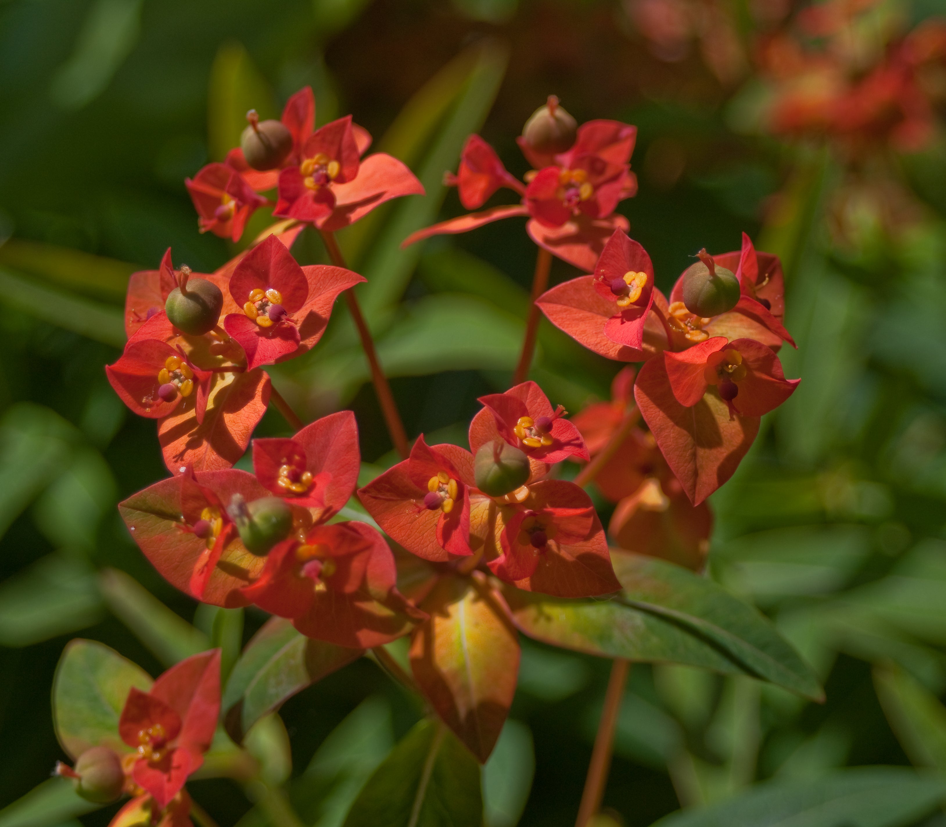 Euphorbia Griffithii Flower seeds for Planting - Seasonal Bloomer, Heirloom & GMO Free Seeds for Home Garden