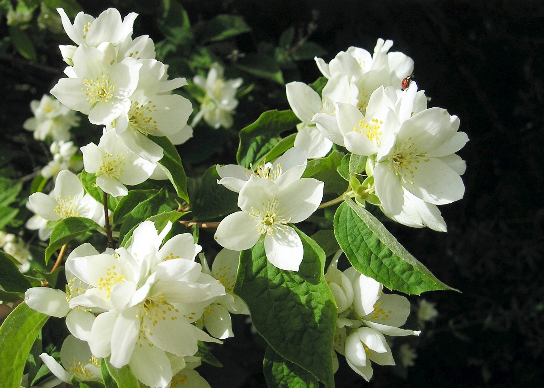 Philadelphus Coronarius Flower seeds for Planting - Compact Growth, Heirloom & GMO Free Seeds for Home Garden