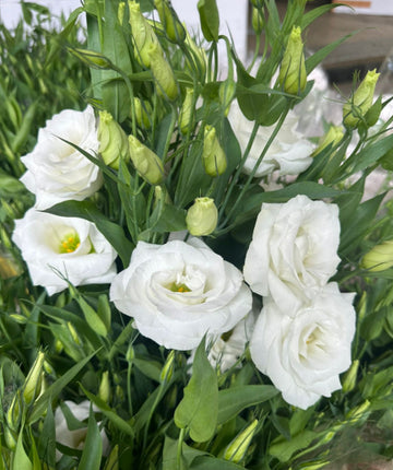 White Lisianthus Logro Flower seeds for Planting - Vibrant Colors, Heirloom & GMO Free Seeds for Home Garden