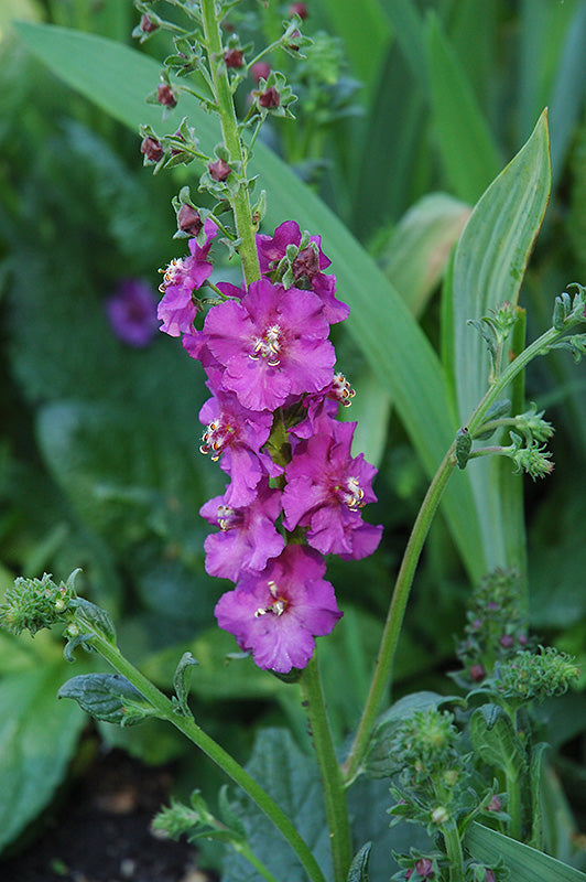 Purple Mullein Flower seeds for Planting - Pollinator Friendly, Heirloom & GMO Free Seeds for Home Garden