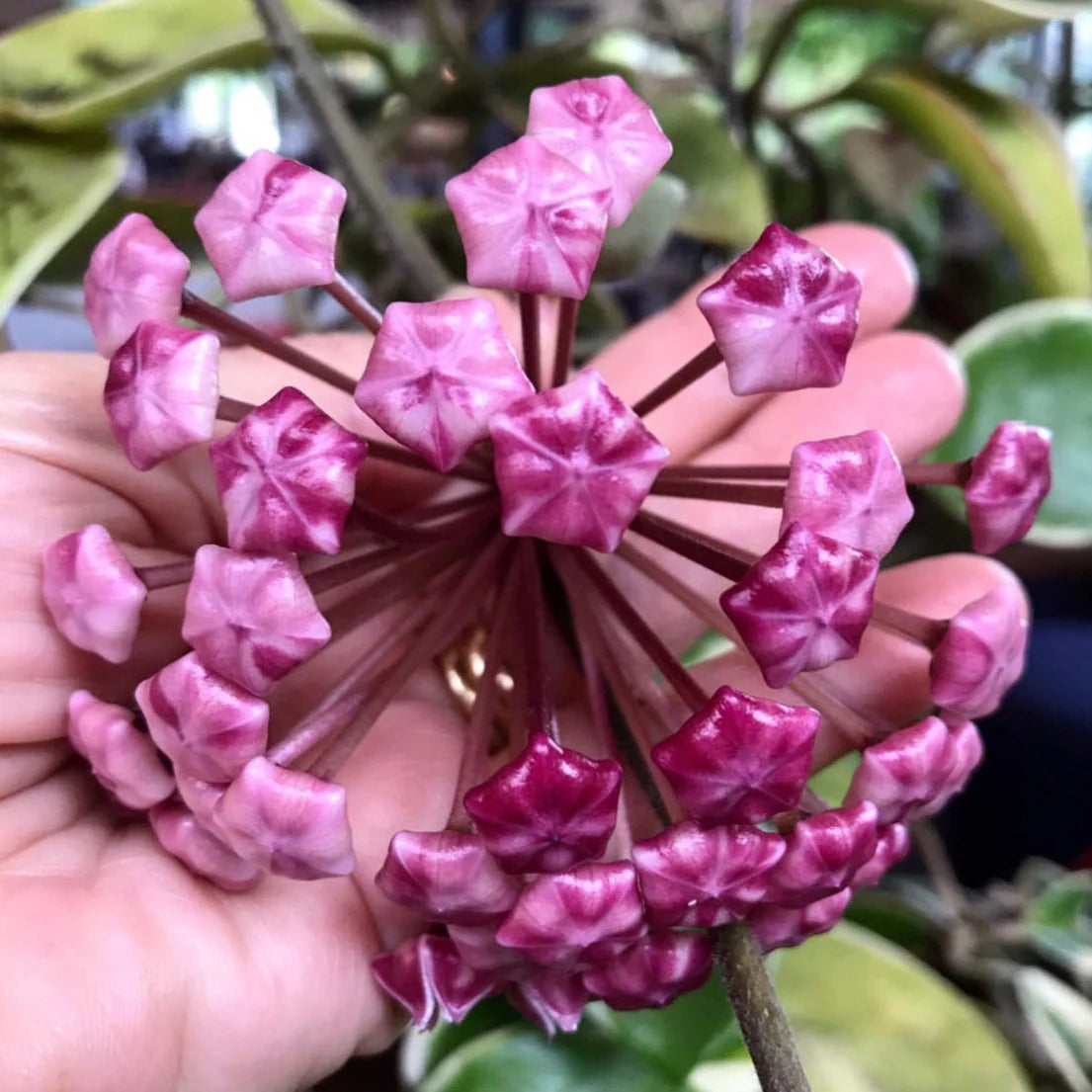 Purple Hoya Carnosa Flower Seeds for Planting Cottage Garden Essential Heirloom & GMO Free Seeds for Home Garden
 
 Sale