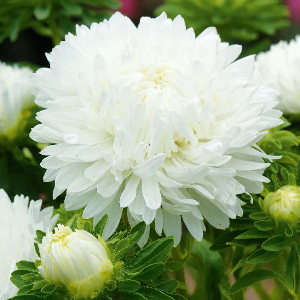 White Aster Callistephus Flower Seeds for Planting Premium Quality Heirloom & GMO Free Seeds for Home Garden
 
 Sale