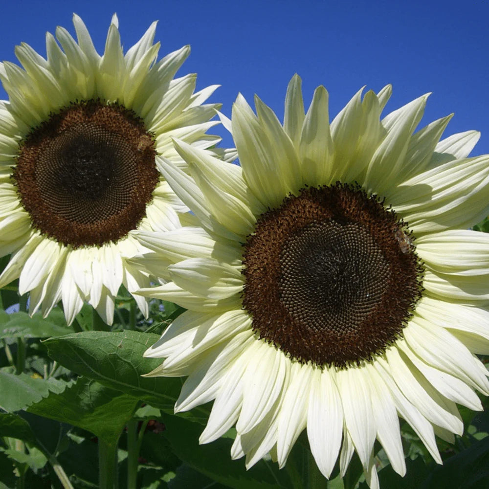 Cream Sunflower Flower seeds for Planting - Fragrant Blossoms, Heirloom & GMO Free Seeds for Home Garden