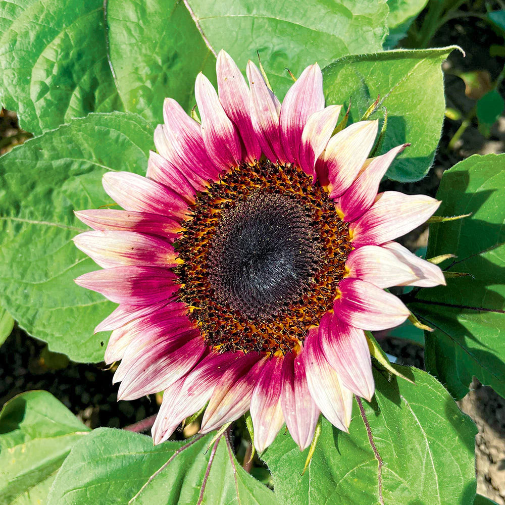 Pink White Sunflower Flower seeds for Planting - Cottage Garden Essential, Heirloom & GMO Free Seeds for Home Garden