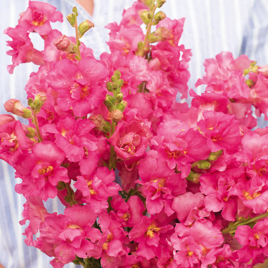 Pink Antirrhinum Flower Seeds for Planting Bright Blooms Heirloom & GMO Free Seeds for Home Garden
 
 Sale