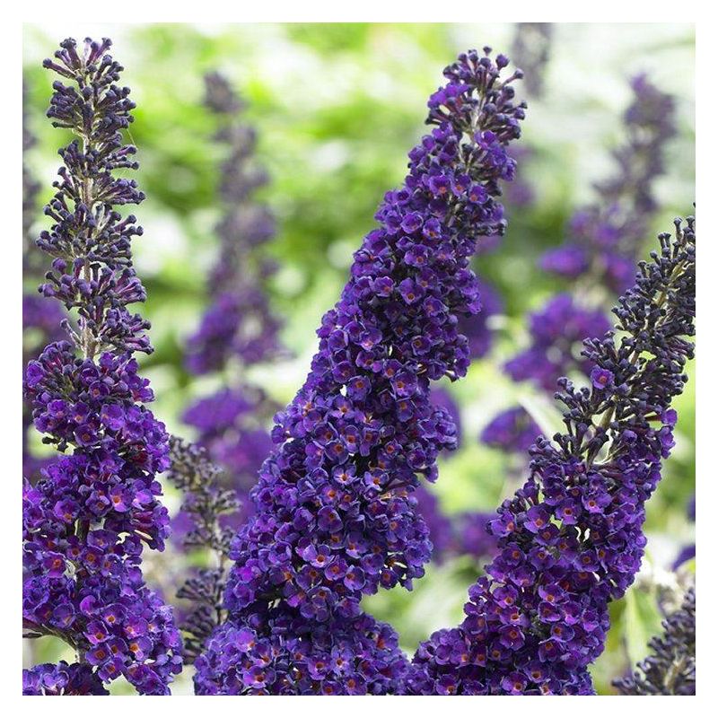 Purple Buddleja Flower seeds for Planting - Pollinator Friendly, Heirloom & GMO Free Seeds for Home Garden