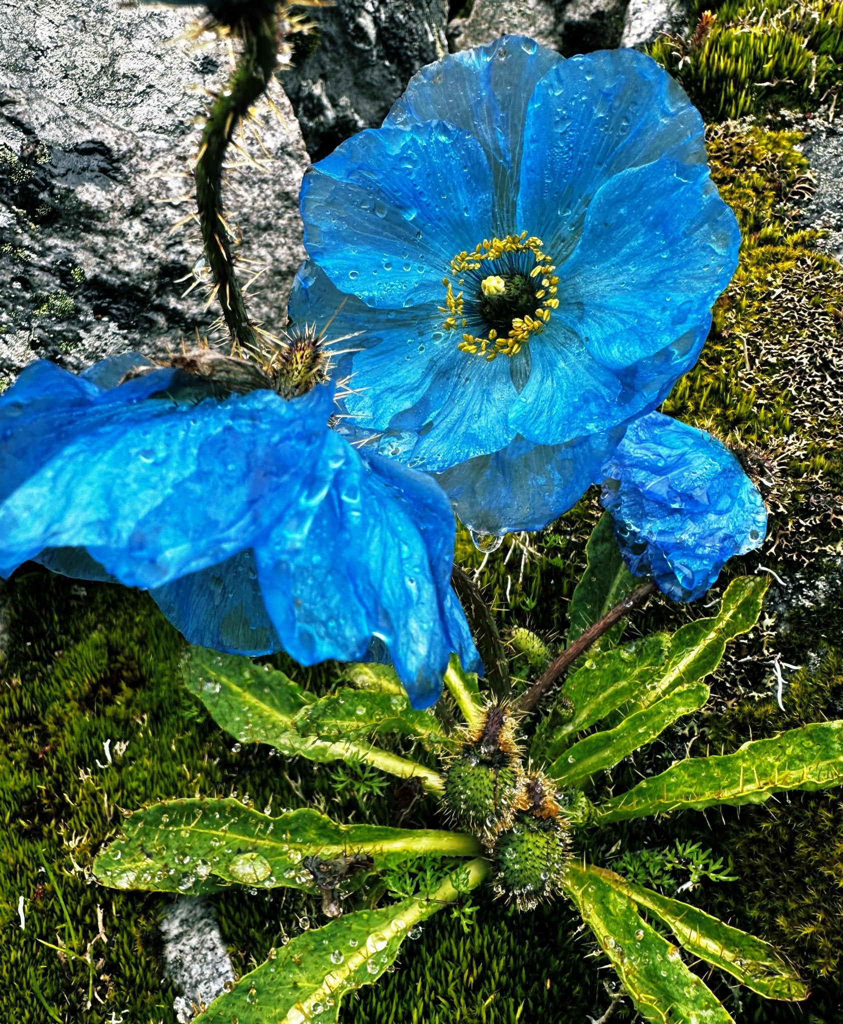 Himalayan Flower seeds for Planting - Vibrant Colors, Heirloom & GMO Free Seeds for Home Garden