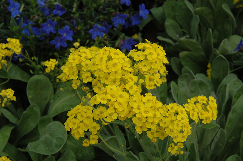 Yellow Aurinia Saxatilis Flower seeds for Planting - Drought Tolerant, Heirloom & GMO Free Seeds for Home Garden