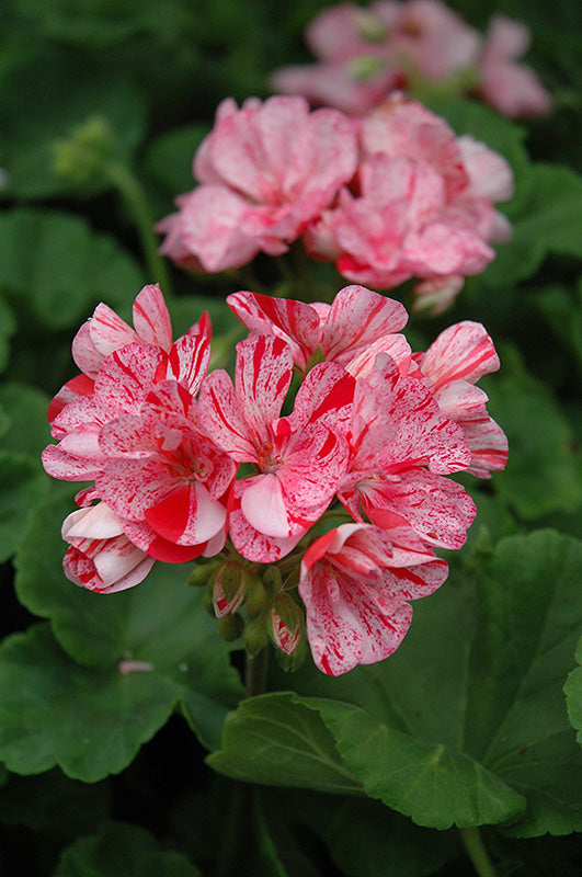 Orange White Geraniums Flower seeds for Planting - Compact Growth, Heirloom & GMO Free Seeds for Home Garden