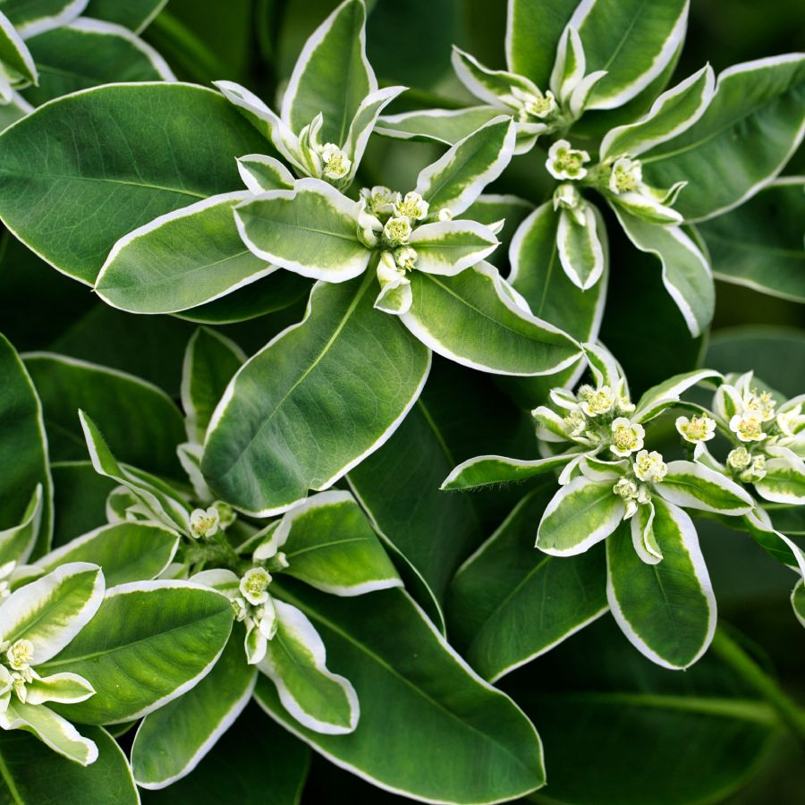 Green Snow on the Mountain Flower seeds for Planting - Long Bloom Season, Heirloom & GMO Free Seeds for Home Garden