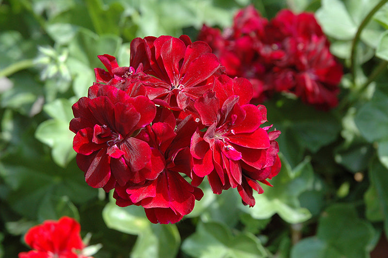 Burgundy Geranium Flower seeds for Planting - Hardy Variety, Heirloom & GMO Free Seeds for Home Garden