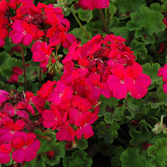 Pink Pelargonium Peltatum Flower Seeds for Planting Easy to Grow Heirloom & GMO Free Seeds for Home Garden
 
 Sale
