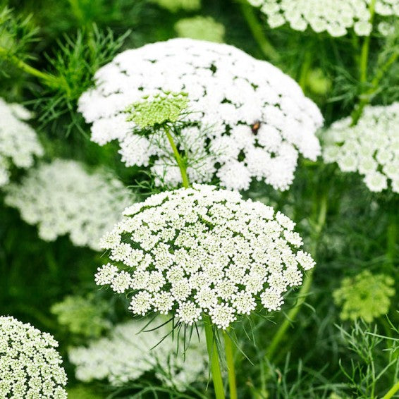 White Bishops Flower Planting - Seeds for Gorgeous and Elegant Blooms in Your Garden