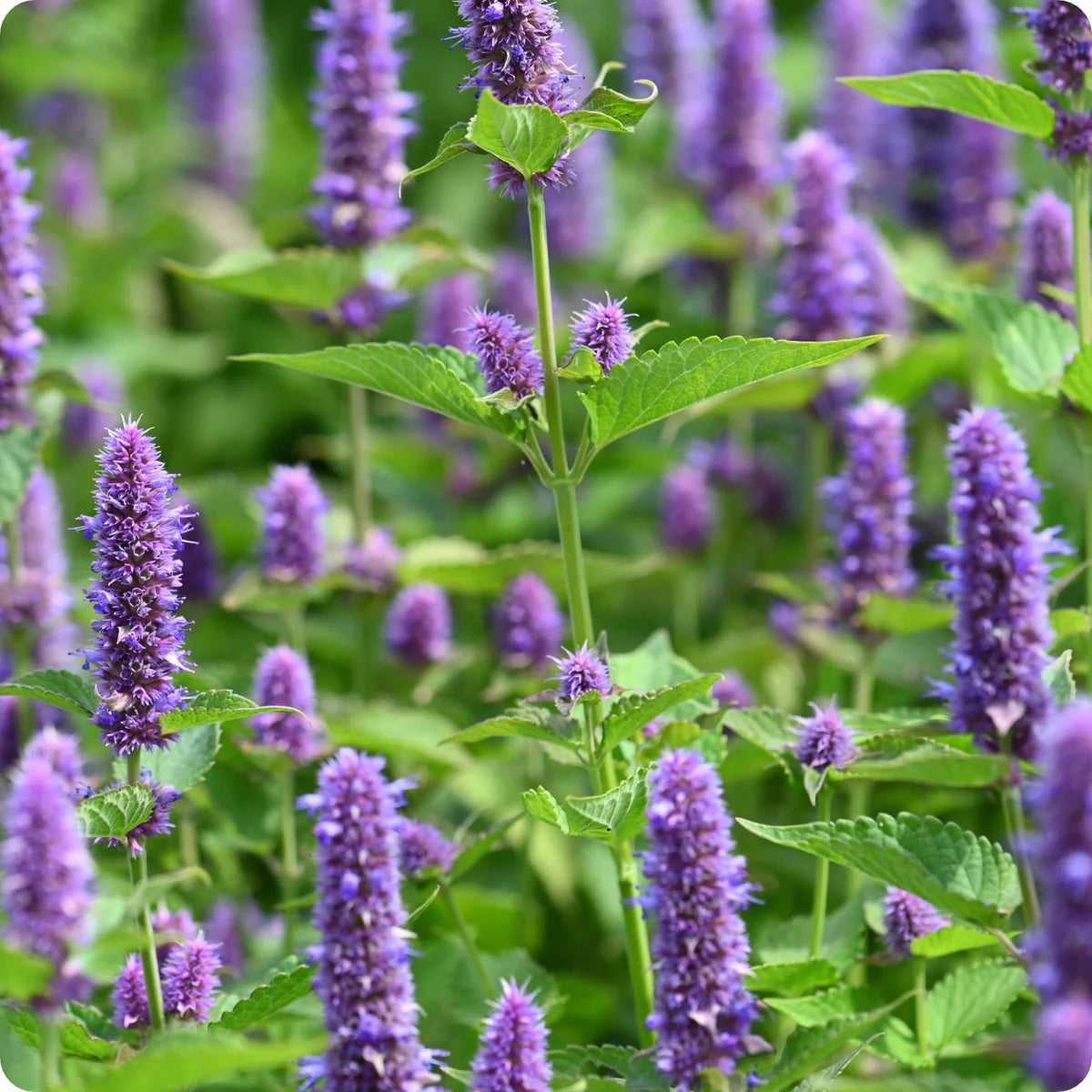 Agastache Rugosa Flower seeds for Planting - Compact Growth, Heirloom & GMO Free Seeds for Home Garden