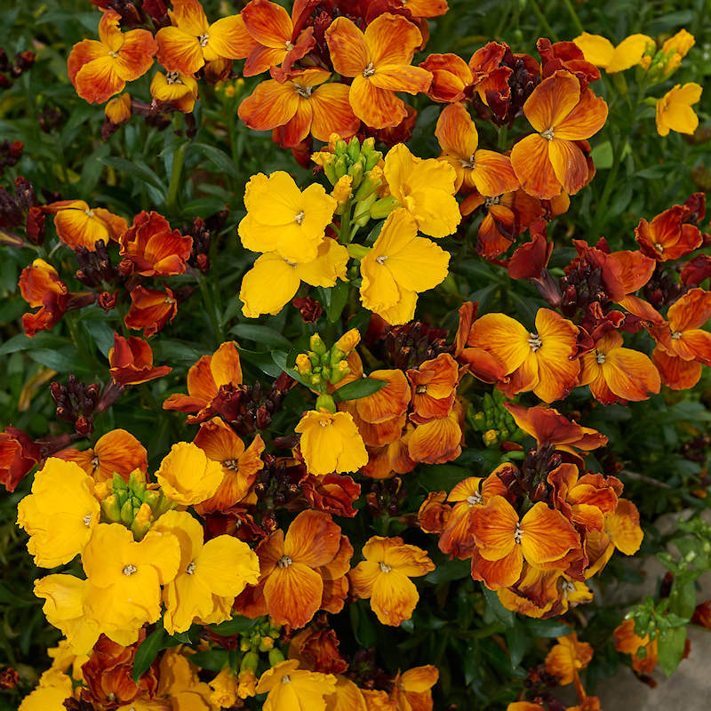 Mixed Cheiranthus Flower seeds for Planting - Garden Favorite, Heirloom & GMO Free Seeds for Home Garden