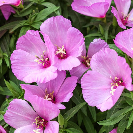 Lavender Clarkia Flower seeds for Planting - Pollinator Friendly, Heirloom & GMO Free Seeds for Home Garden