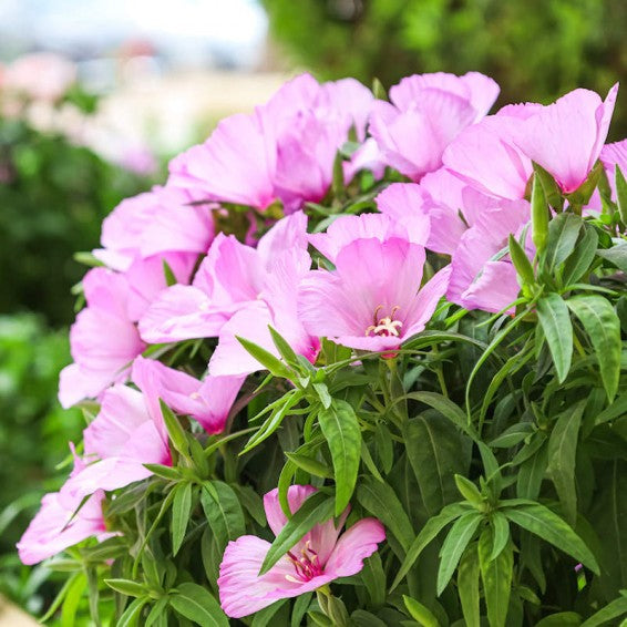 Lavender Clarkia Flower seeds for Planting - Pollinator Friendly, Heirloom & GMO Free Seeds for Home Garden