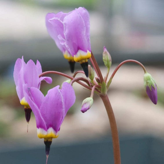Pink White Dodecatheon Flower seeds for Planting - Compact Growth, Heirloom & GMO Free Seeds for Home Garden