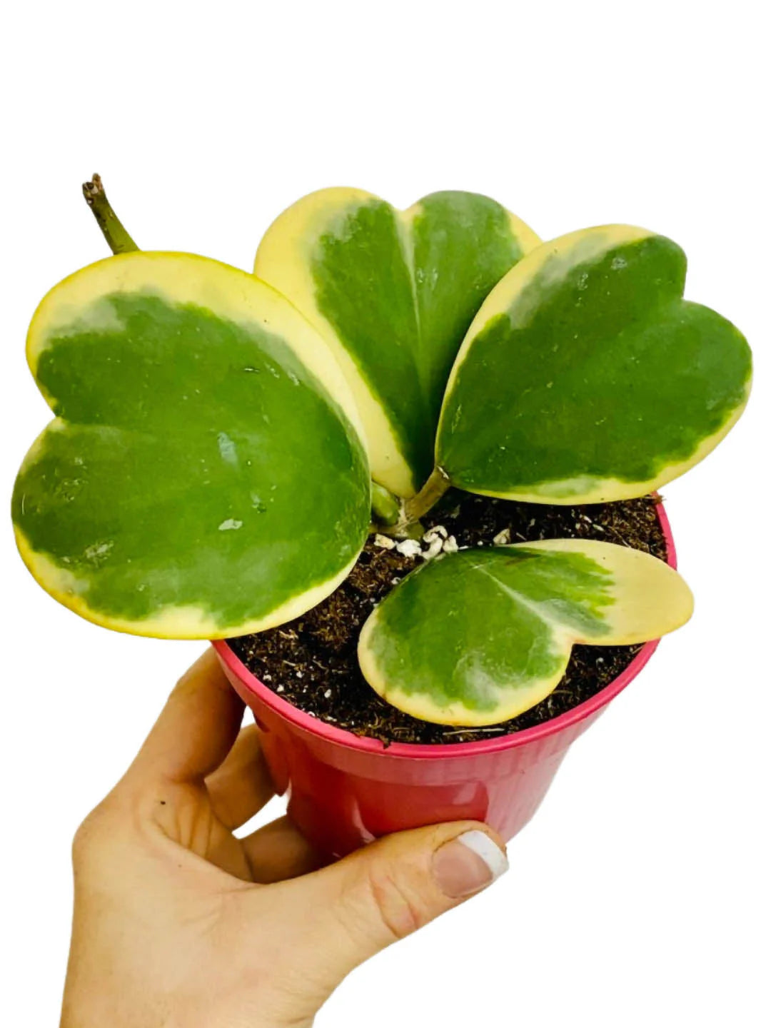 Green Hoya Kerrii Flower seeds for Planting - Sun Loving, Heirloom & GMO Free Seeds for Home Garden
