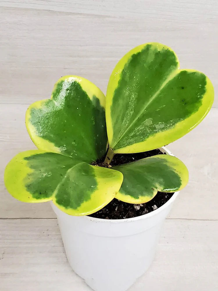 Green Hoya Kerrii Flower seeds for Planting - Sun Loving, Heirloom & GMO Free Seeds for Home Garden