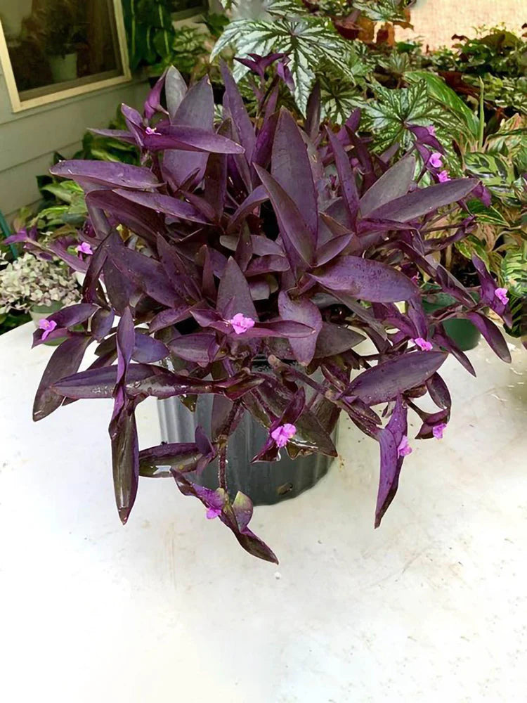 Tradescantia Pallida Flower seeds for Planting - Colorful Display, Heirloom & GMO Free Seeds for Home Garden