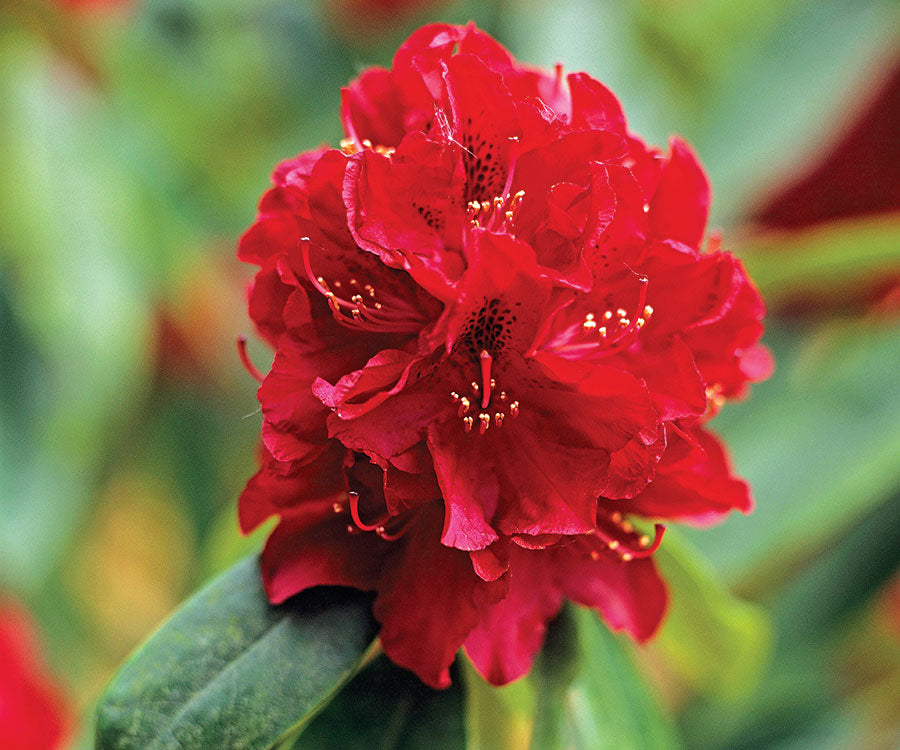 Red Rhododendron Flower seeds for Planting - Wildflower Mix, Heirloom & GMO Free Seeds for Home Garden