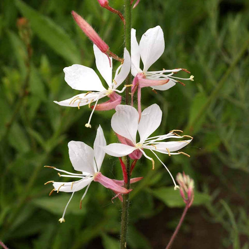 Pink Whirling Flower seeds for Planting - Garden Favorite, Heirloom & GMO Free Seeds for Home Garden