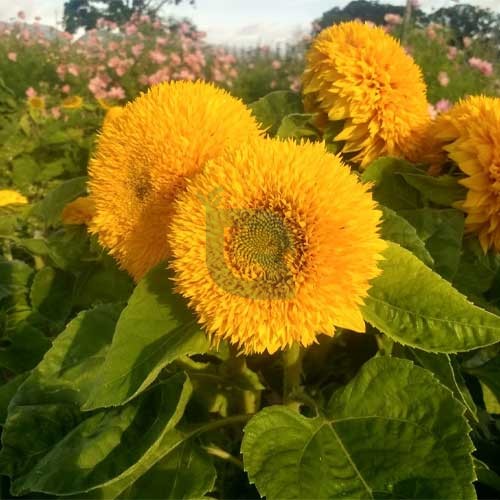 Helianthus Salicifolius Flower seeds for Planting - Cut Flower Favorite, Heirloom & GMO Free Seeds for Home Garden
