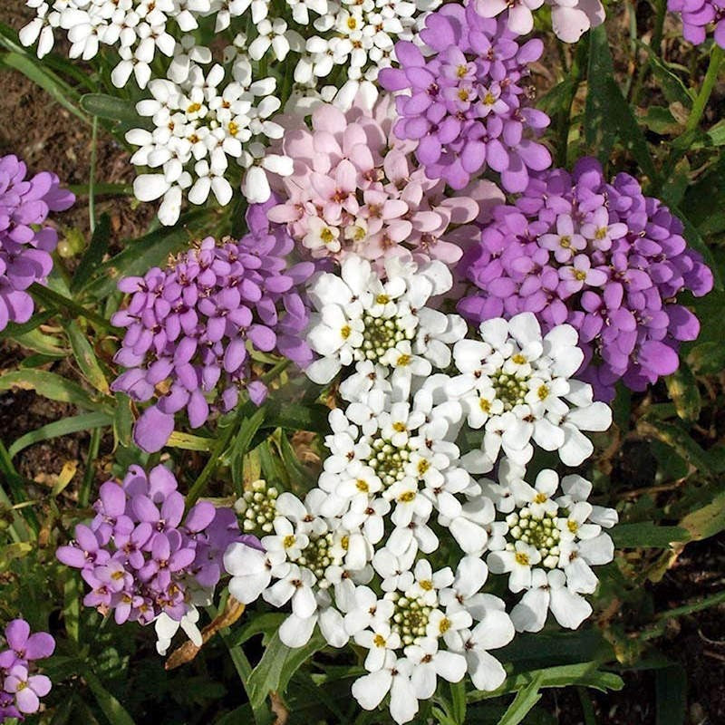 Violet Iberis Flower seeds for Planting - Hardy Variety, Heirloom & GMO Free Seeds for Home Garden