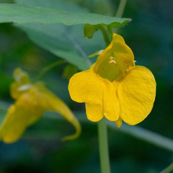 Yellow Impatiens Flower seeds for Planting - Cut Flower Favorite, Heirloom & GMO Free Seeds for Home Garden
