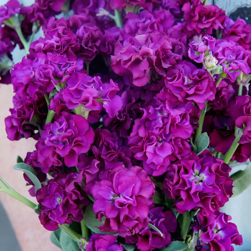 Matthiola Incana Deep Purple Flower seeds for Planting - Garden Favorite, Heirloom & GMO Free Seeds for Home Garden