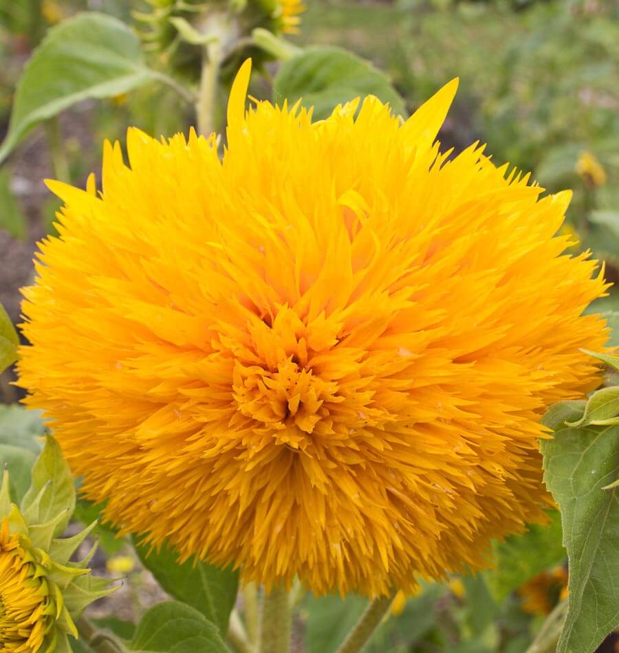 Yellow Teddy Sunflower Flower seeds for Planting - Bright Blooms, Heirloom & GMO Free Seeds for Home Garden