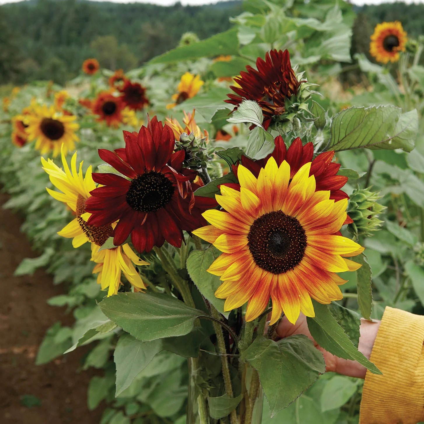 Red Mix Sunflower Perennial Flower Seeds for Planting Compact Growth Heirloom & GMO Free Seeds for Home Garden
 
 Sale