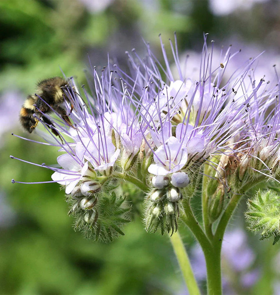 Purple Phacelia Tanacetifolia Flower seeds for Planting - Wildflower Mix, Heirloom & GMO Free Seeds for Home Garden