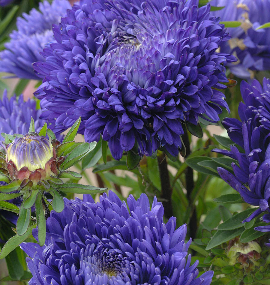 Blue White Aster Flower Seeds for Planting Vibrant Colors Heirloom & GMO Free Seeds for Home Garden
 
 Sale