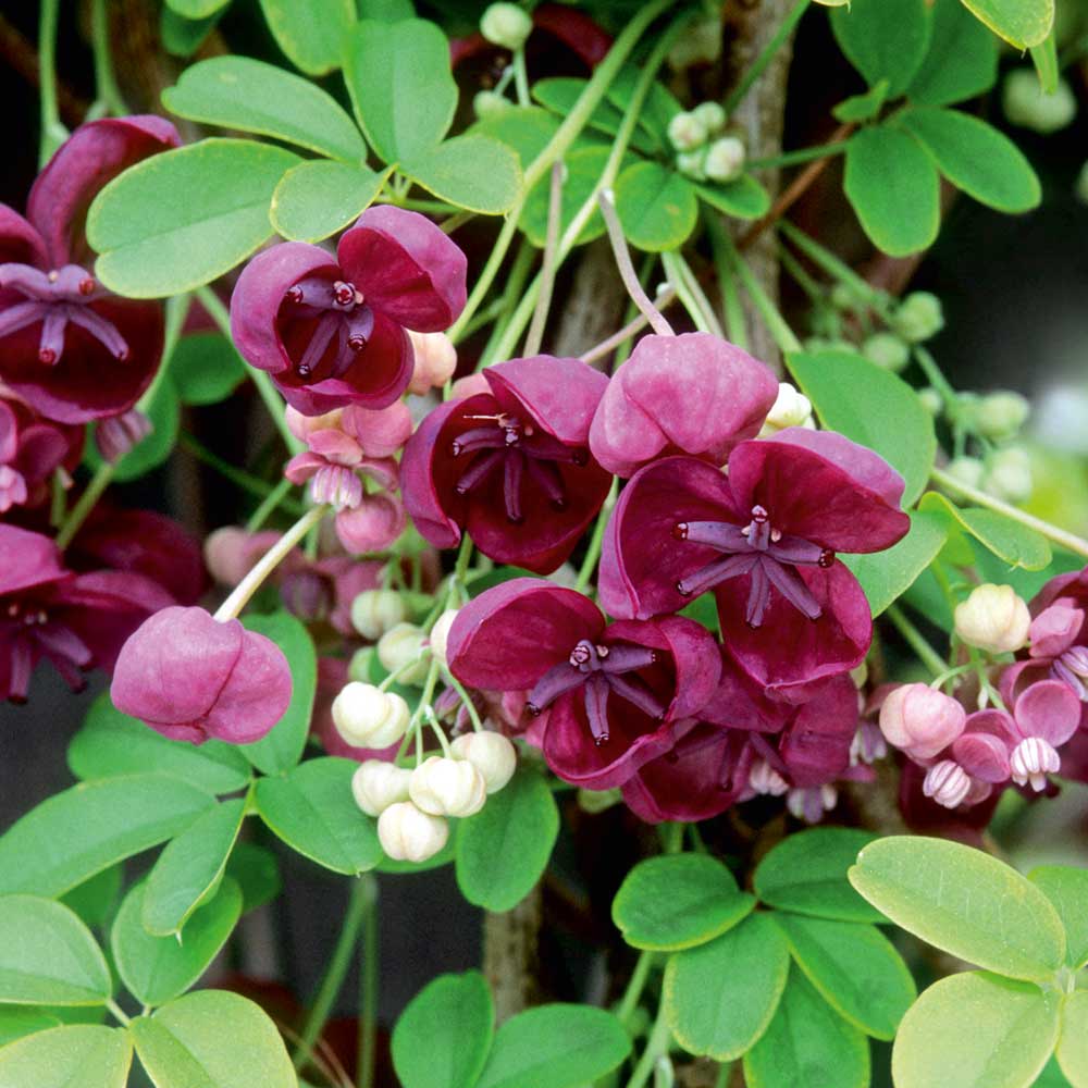 Akebia Flower Seeds, Ideal for Your Garden Planting