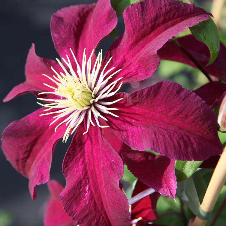 Red Purple Clematis Flower seeds for Planting - Low Maintenance, Heirloom & GMO Free Seeds for Home Garden