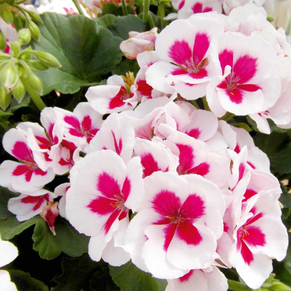 Peach Geranium Pelargonium Flower seeds for Planting - Hardy Variety, Heirloom & GMO Free Seeds for Home Garden