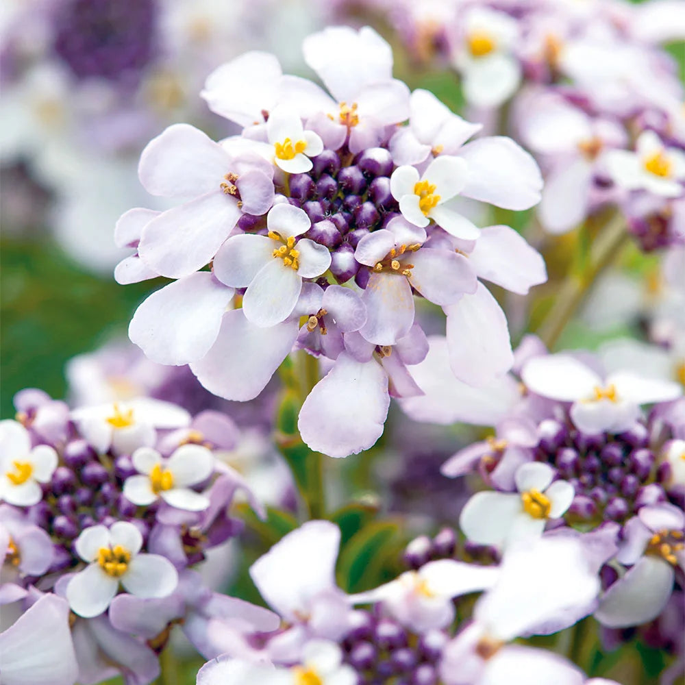 Iberis Sempervirens Flower seeds for Planting - Cut Flower Favorite, Heirloom & GMO Free Seeds for Home Garden