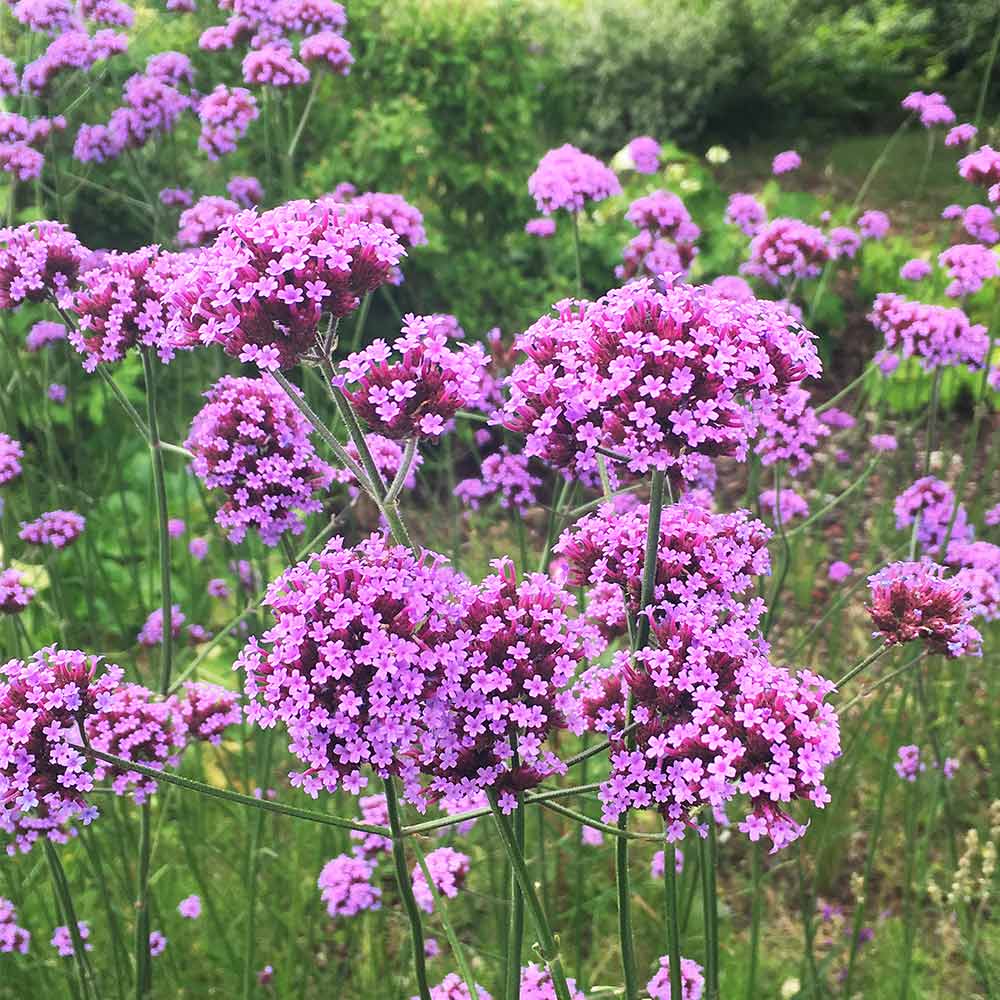 Lavender Vervain Flower seeds for Planting - Perfect for Borders, Heirloom & GMO Free Seeds for Home Garden