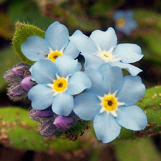 Mixed Myosotis Flower seeds for Planting - Sun Loving, Heirloom & GMO Free Seeds for Home Garden