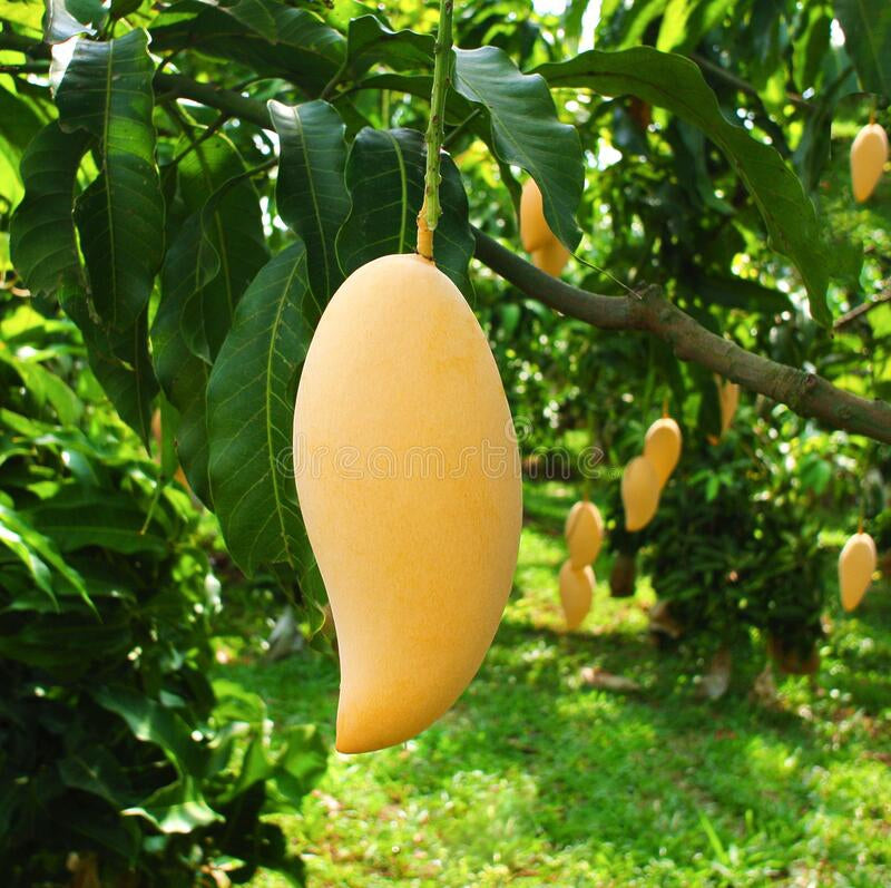 Sweet Mango Seeds for Planting
