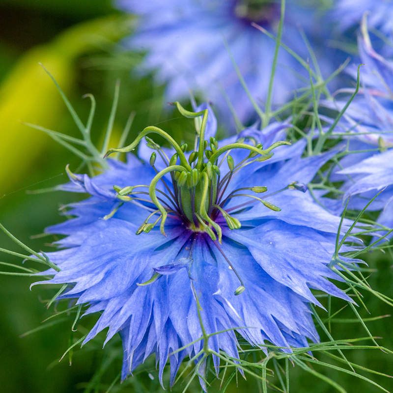 Nigella Damascena Flower seeds for Planting Low Maintenance Heirloom & GMO Free Seeds for Home Garden