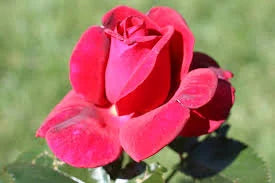 Red Rose Flower Planting Seeds Collection