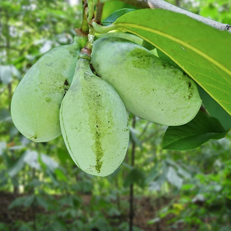 Green Banana Paw Fruit Seeds for Planting