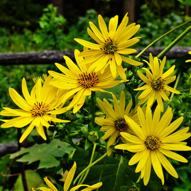 Yellow Silphium Perfoliatum Flower Seeds Planting