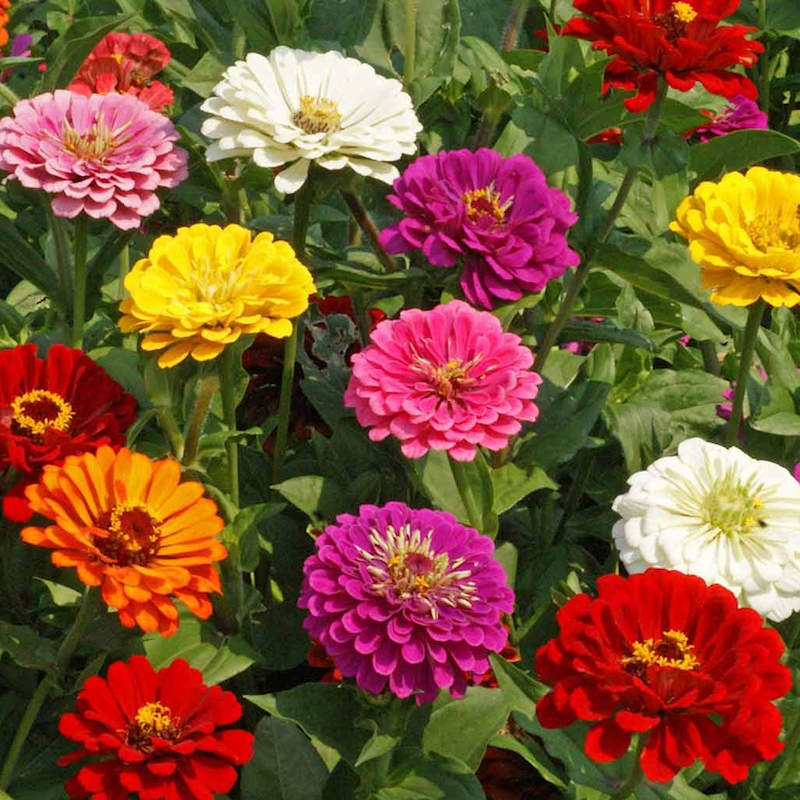 California Giant Zinnia (Zinnia Elegans) Seeds for Giant Colorful Blooms