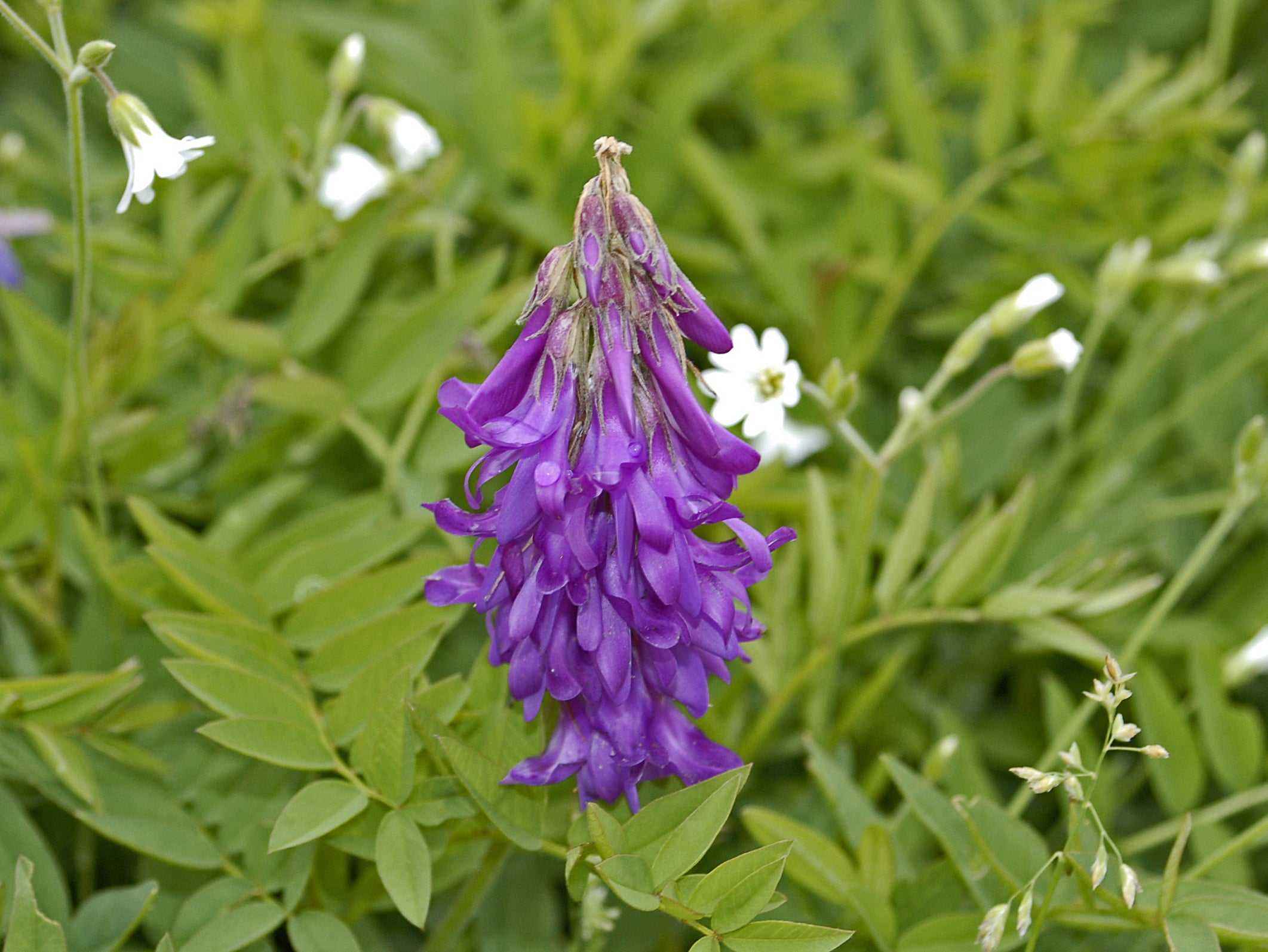 Purple Hairy Vetch Flower seeds for Planting - Garden Favorite, Heirloom & GMO Free Seeds for Home Garden