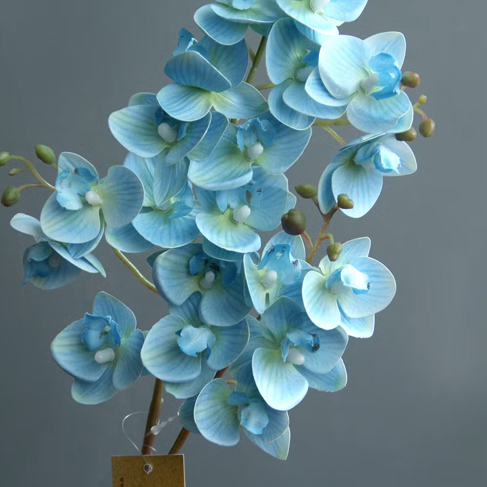 Sky Blue Orchid Flower seeds for Planting - Vibrant Colors, Heirloom & GMO Free Seeds for Home Garden