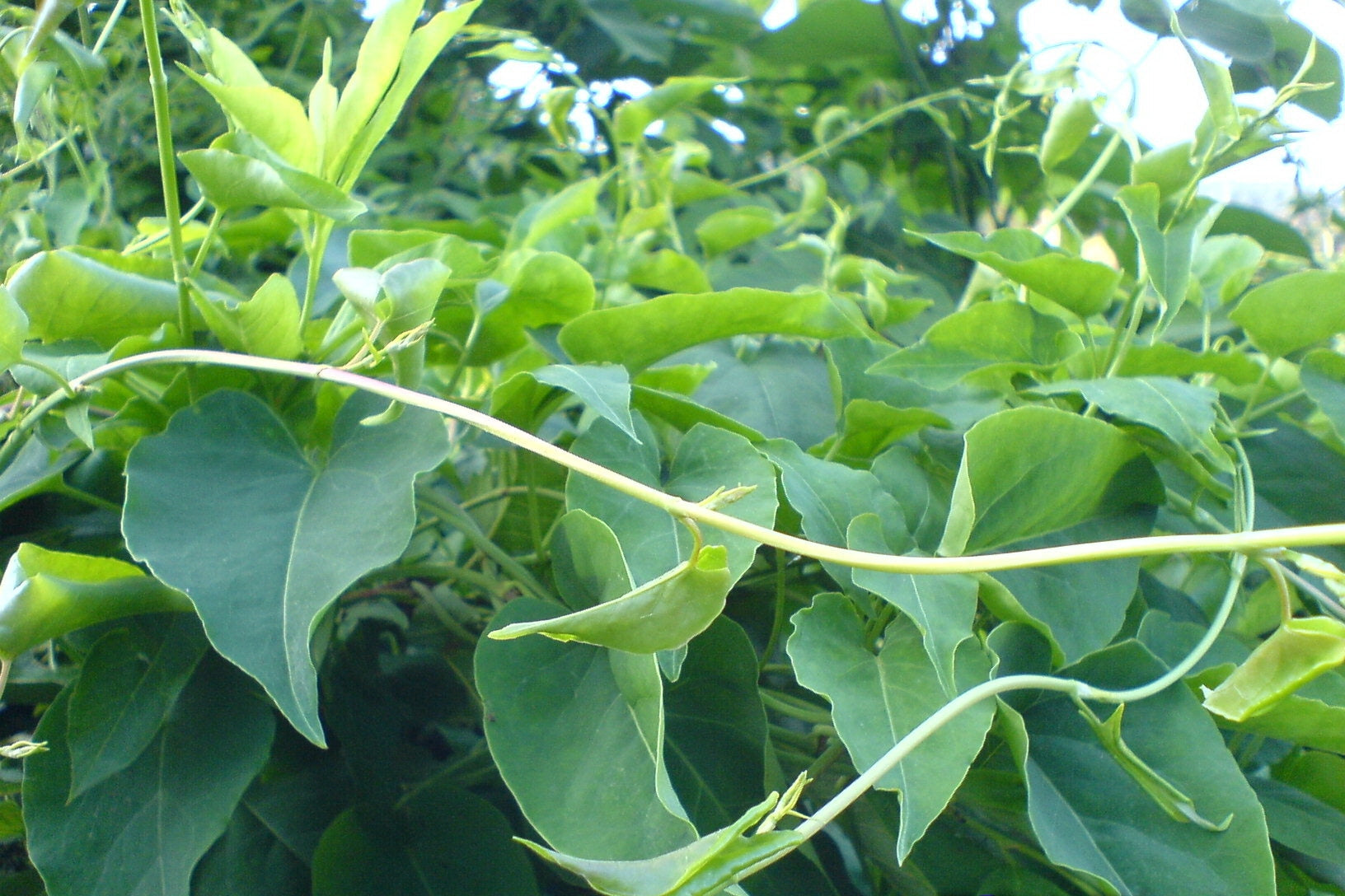 Fallopia Multiflora Seeds For Easy Planting